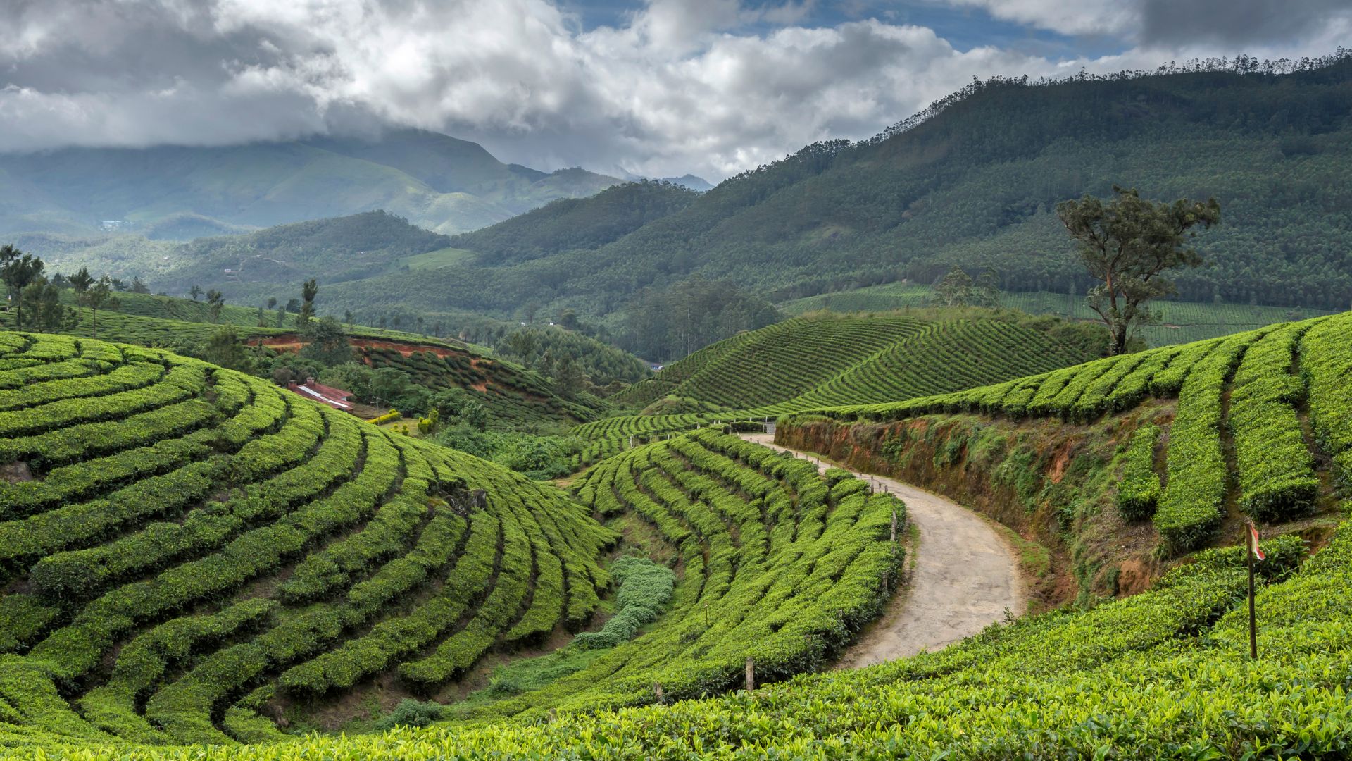 Himalayan Classic (Darjeeling → Lamahatta → Tinchuley) 3N/4D Plan