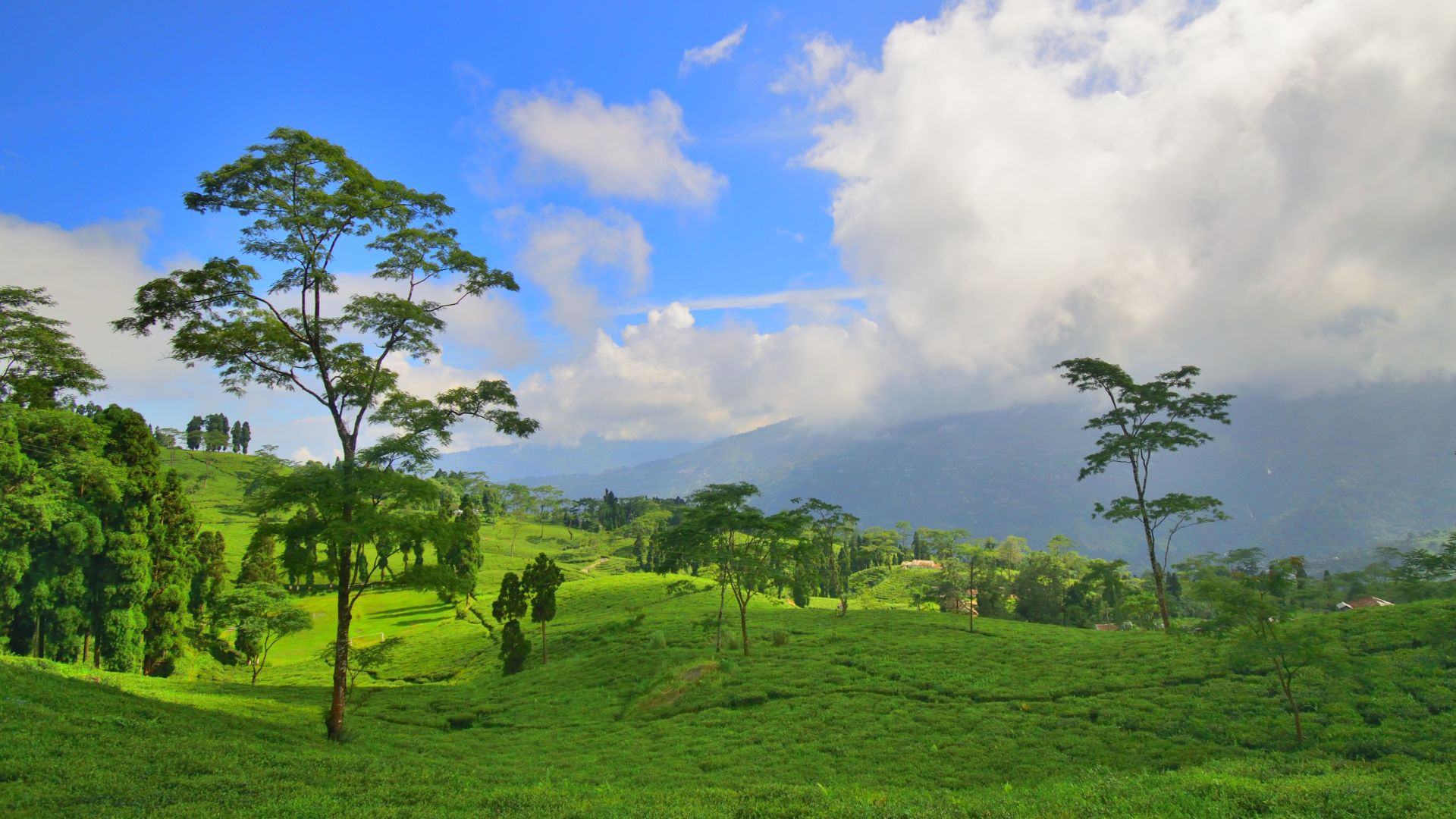 Tea Garden Escape (Darjeeling → Takdah → Tinchuley) 3N/4D Plan