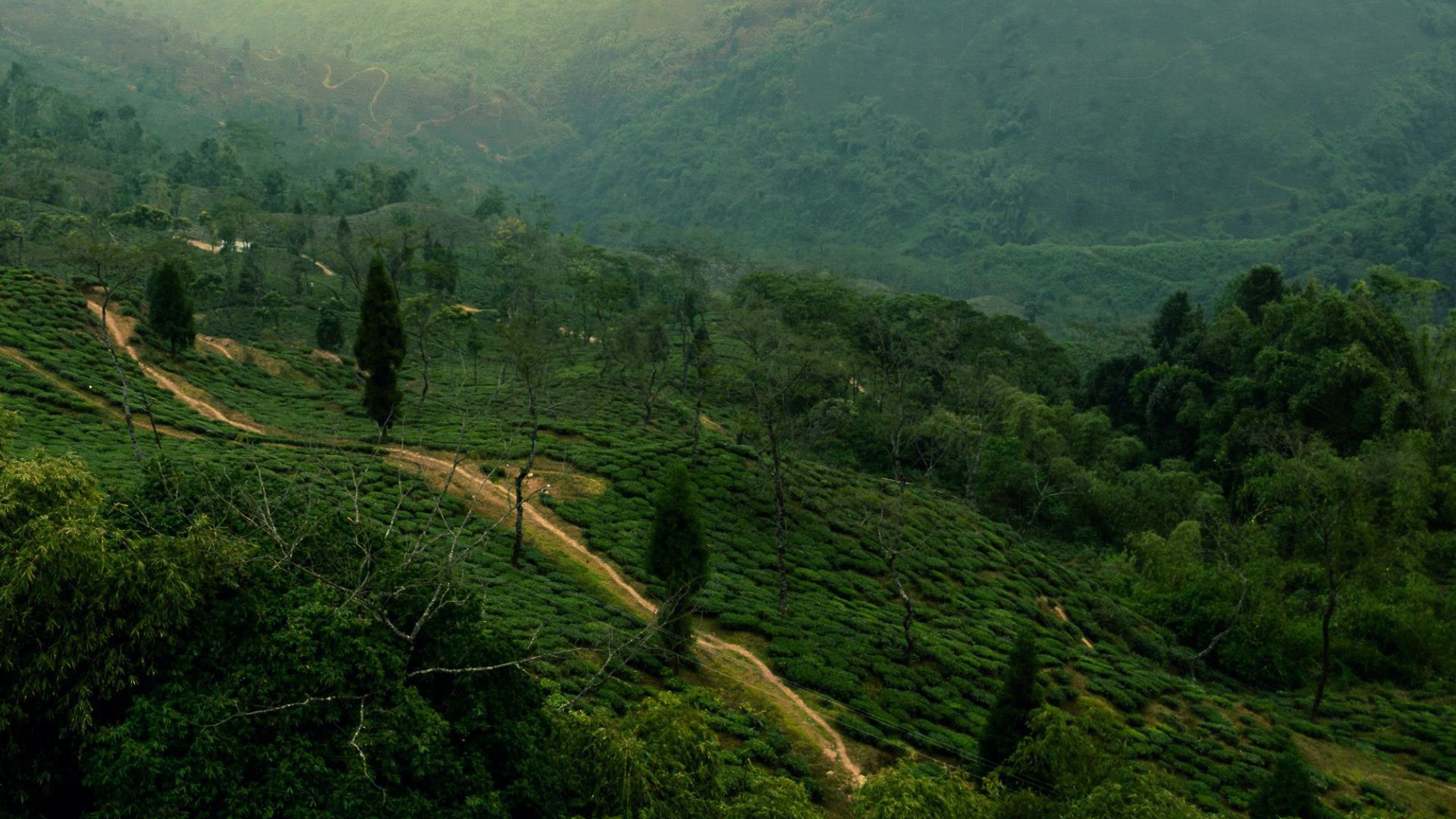 Himalayan Signature (2N Darjeeling → 1N Lamahatta → 1N Tinchuley) 4N/5D Plan