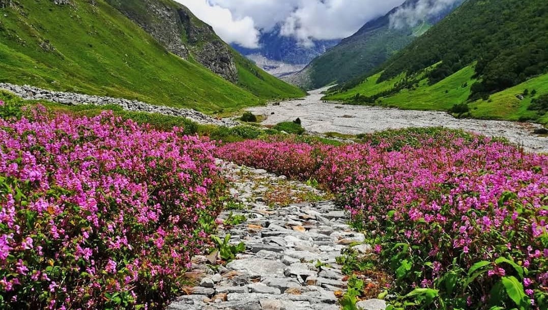 Valley of Flowers Trek with Hemkund Sahib 5N/6D with Transportation day 3 image