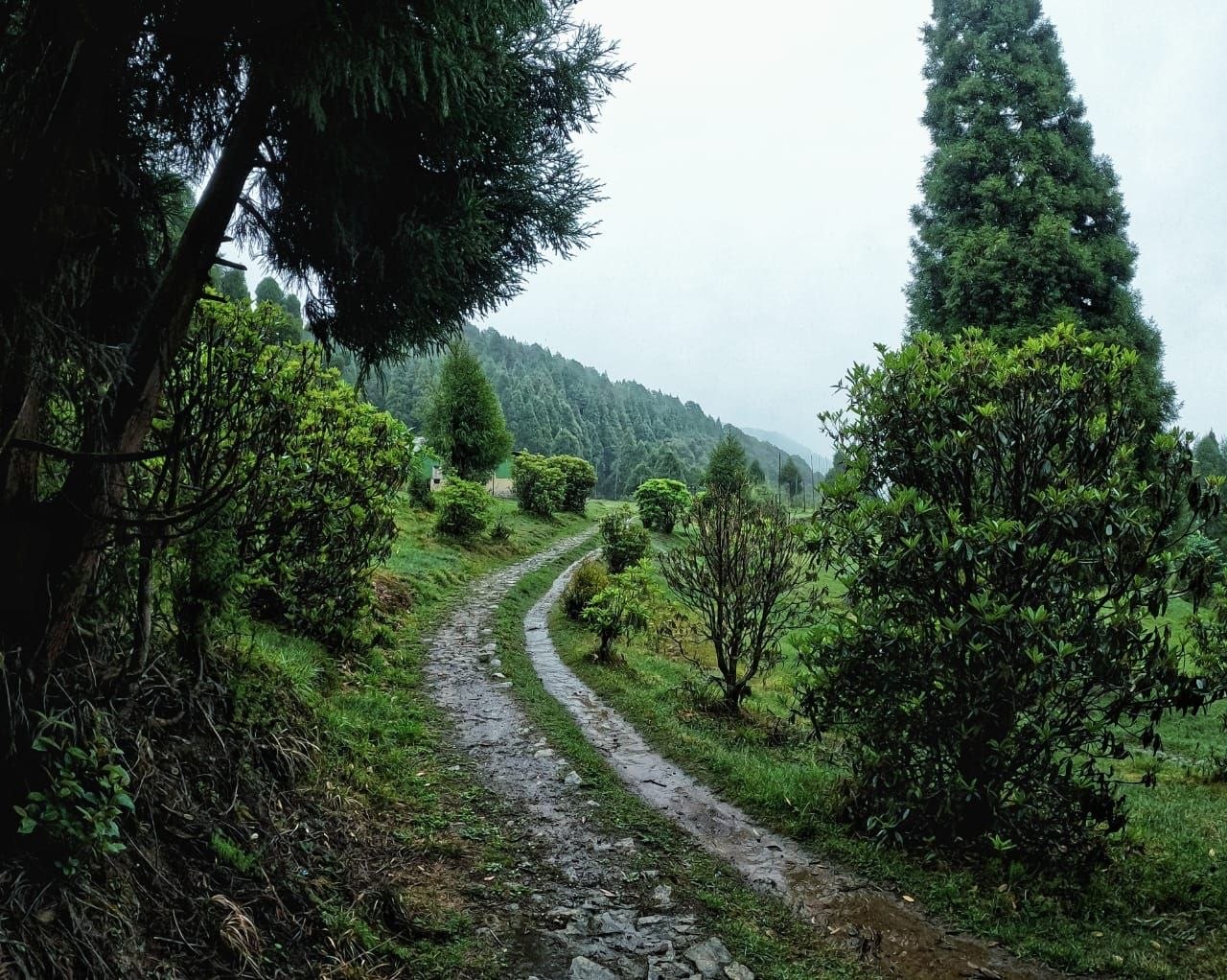 Singalila Riverside Trail (2N Darjeeling + 1N Bijanbari + 1N Srikhola + 1N Dhotrey) 5N/6D Plan day 5 image