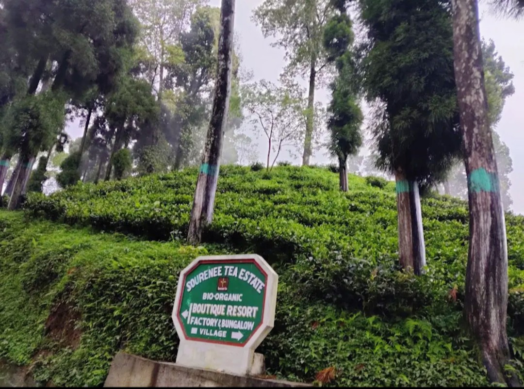 Sourenee Tea Estate & Boutique Resort